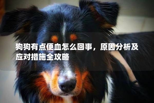 狗狗有點便血怎么回事，原因分析及應對措施全攻略