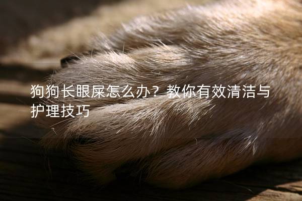 狗狗長眼屎怎么辦?教你有效清潔與護理技巧 狗狗長眼屎怎么辦?教你有效清潔與護理技巧