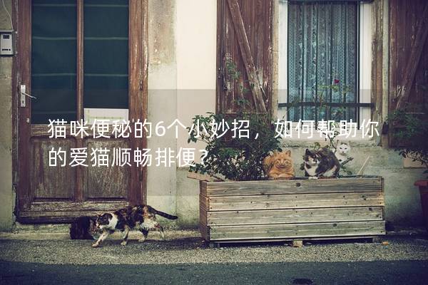 貓咪便秘的6個(gè)小妙招，如何幫助你的愛貓順暢排便？