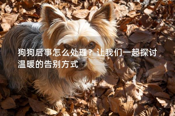 狗狗后事怎么處理？讓我們一起探討溫暖的告別方式