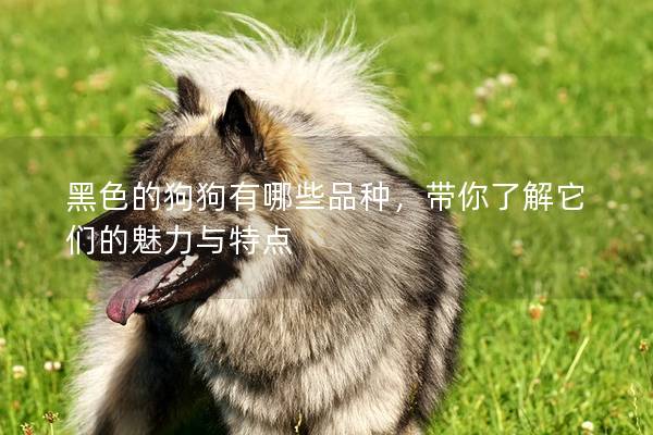 黑色的狗狗有哪些品種,帶你了解它們的魅力與特點 黑色的狗狗有哪些品種,帶你了解它們的魅力與特點