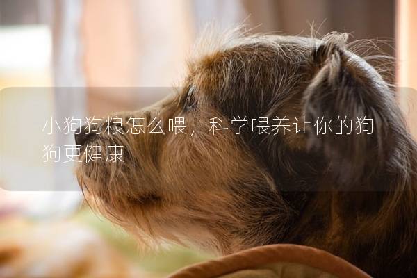 小狗狗糧怎么喂，科學(xué)喂養(yǎng)讓你的狗狗更健康