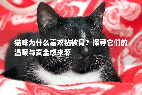 貓咪為什么喜歡鉆被窩？探尋它們的溫暖與安全感來源