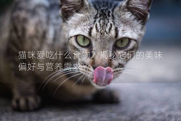 貓咪愛吃什么食物？揭秘它們的美味偏好與營養需求