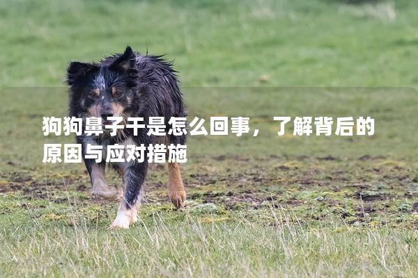 狗狗鼻子干是怎么回事,了解背后的原因與應對措施 狗狗鼻子干是怎么回事,了解背后的原因與應對措施