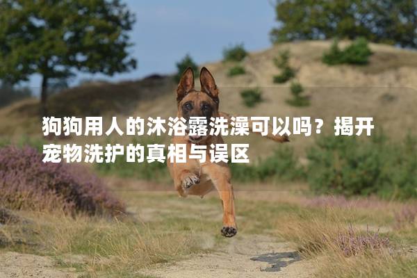 狗狗用人的沐浴露洗澡可以嗎？揭開寵物洗護的真相與誤區