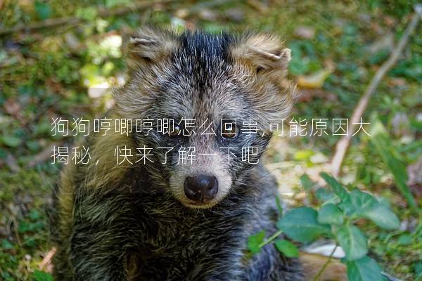 狗狗哼唧哼唧怎么回事,可能原因大揭秘，快來了解一下吧