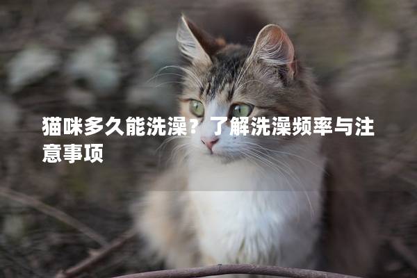 貓咪多久能洗澡？了解洗澡頻率與注意事項