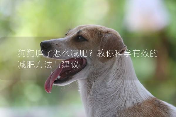 狗狗胖了怎么減肥？教你科學有效的減肥方法與建議