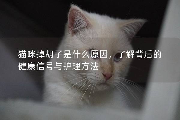 貓咪掉胡子是什么原因，了解背后的健康信號(hào)與護(hù)理方法