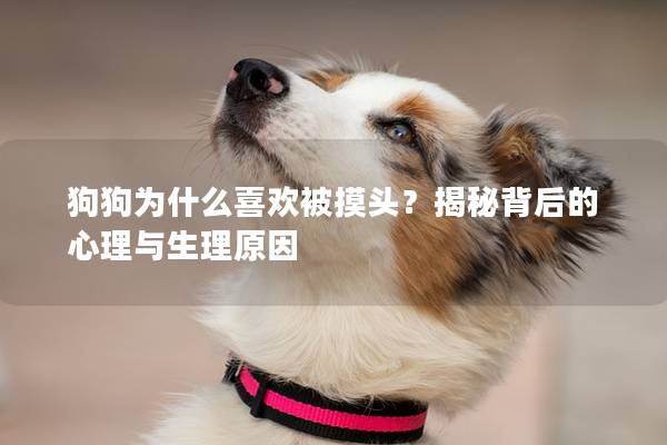 狗狗為什么喜歡被摸頭？揭秘背后的心理與生理原因