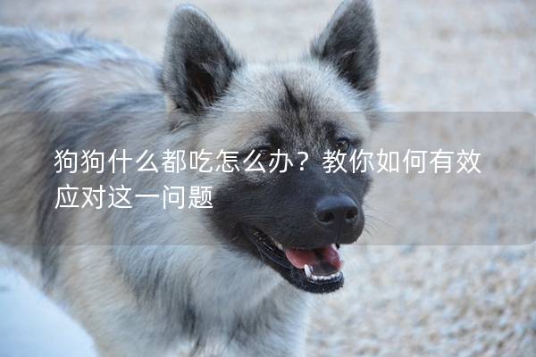 狗狗什么都吃怎么辦？教你如何有效應(yīng)對(duì)這一問題