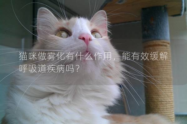 貓咪做霧化有什么作用，能有效緩解呼吸道疾病嗎？