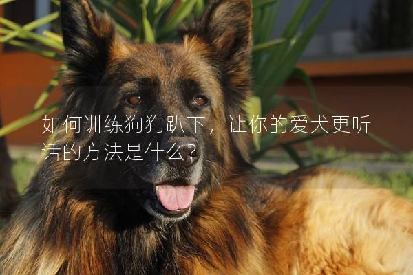 如何訓練狗狗趴下，讓你的愛犬更聽話的方法是什么？