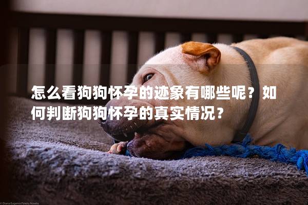 怎么看狗狗懷孕的跡象有哪些呢？如何判斷狗狗懷孕的真實情況？