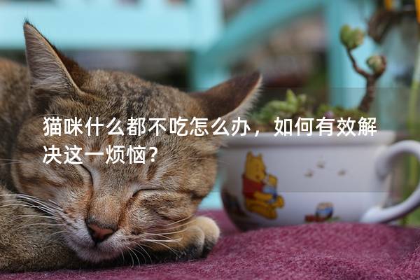 貓咪什么都不吃怎么辦，如何有效解決這一煩惱？