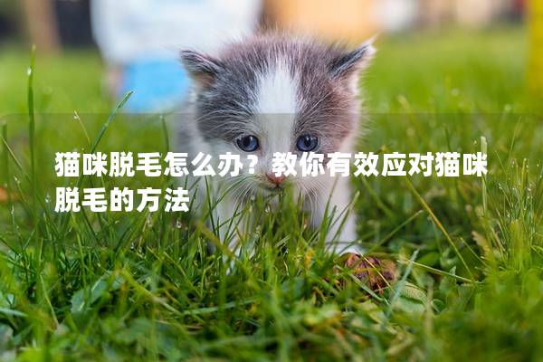 貓咪脫毛怎么辦？教你有效應對貓咪脫毛的方法