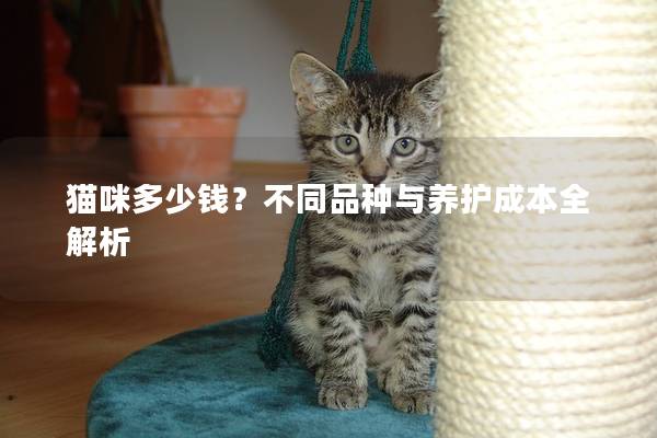 貓咪多少錢？不同品種與養(yǎng)護(hù)成本全解析