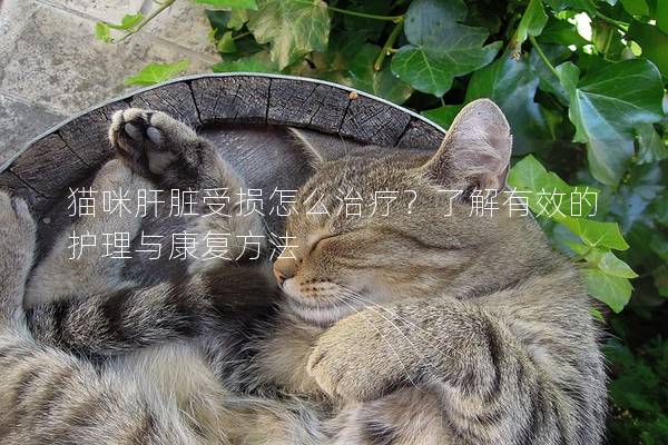 貓咪肝臟受損怎么治療？了解有效的護理與康復方法