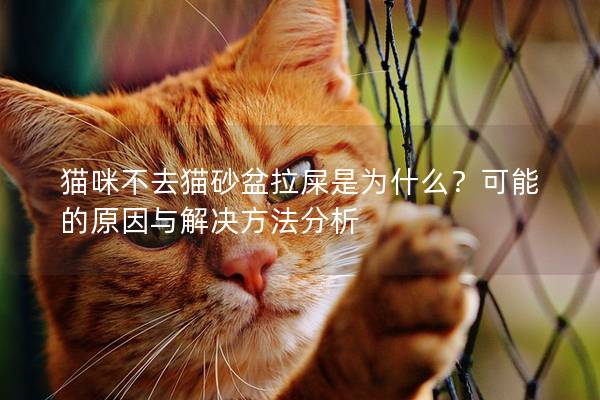 貓咪不去貓砂盆拉屎是為什么？可能的原因與解決方法分析