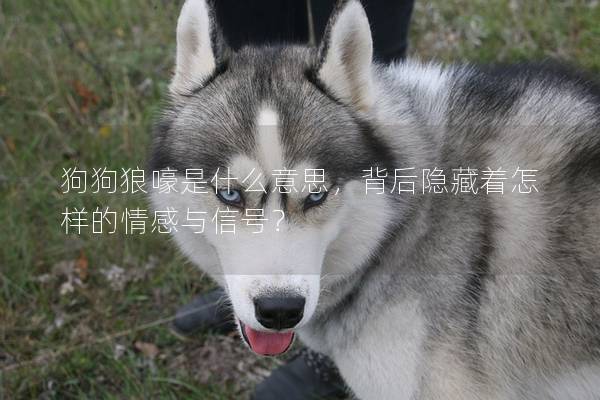 狗狗狼嚎是什么意思，背后隱藏著怎樣的情感與信號？