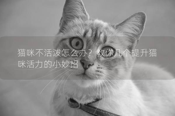 貓咪不活潑怎么辦？教你幾個提升貓咪活力的小妙招