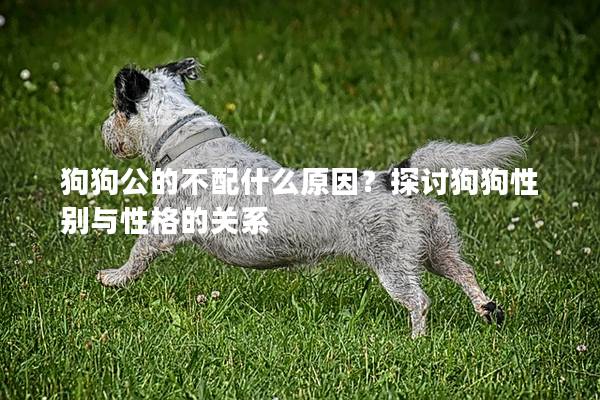 狗狗公的不配什么原因?探討狗狗性別與性格的關系 狗狗公的不配什么原因?探討狗狗性別與性格的關系