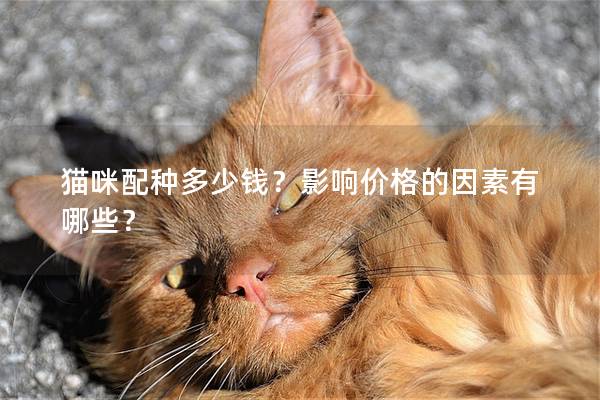 貓咪配種多少錢？影響價格的因素有哪些？