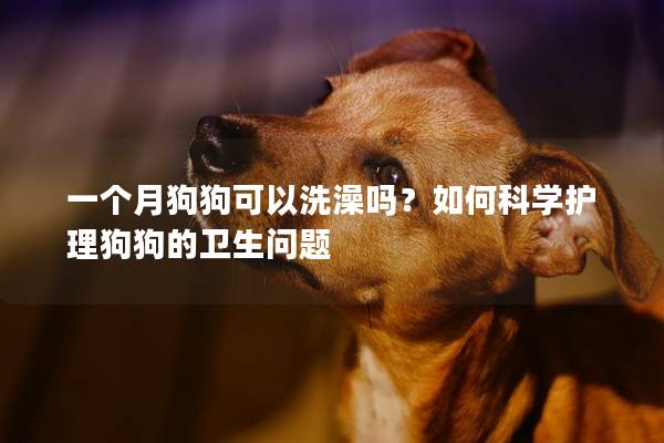 一個月狗狗可以洗澡嗎？如何科學護理狗狗的衛生問題