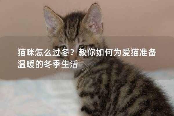 貓咪怎么過冬？教你如何為愛貓準備溫暖的冬季生活