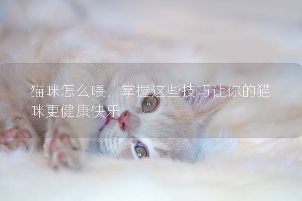 貓咪怎么喂，掌握這些技巧讓你的貓咪更健康快樂