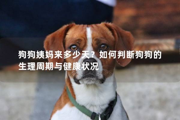 狗狗姨媽來多少天？如何判斷狗狗的生理周期與健康狀況