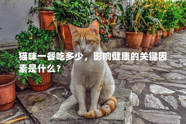 貓咪一餐吃多少，影響健康的關鍵因素是什么？