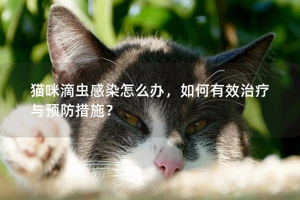 貓咪滴蟲感染怎么辦，如何有效治療與預防措施？
