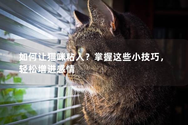 如何讓貓咪粘人？掌握這些小技巧，輕松增進感情