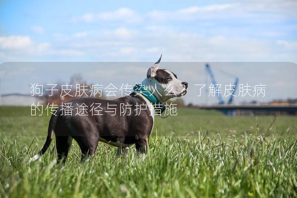狗子皮膚病會傳染人么?了解皮膚病的傳播途徑與防護(hù)措施 狗子皮膚病會傳染人么?了解皮膚病的傳播途徑與防護(hù)措施