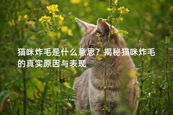 貓咪炸毛是什么意思？揭秘貓咪炸毛的真實原因與表現
