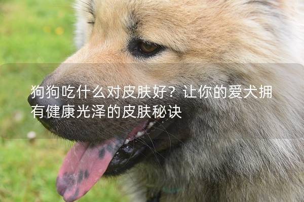 狗狗吃什么對(duì)皮膚好？讓你的愛(ài)犬擁有健康光澤的皮膚秘訣